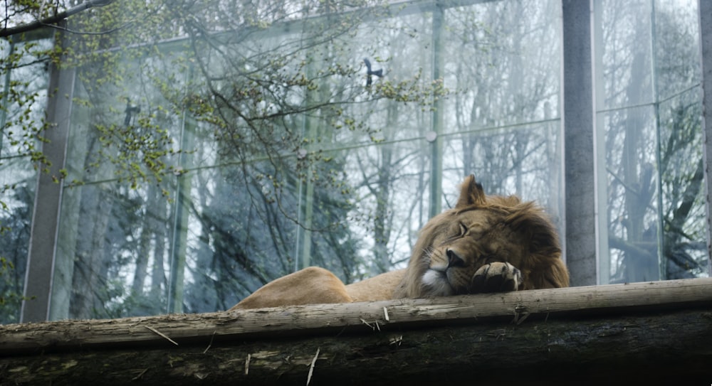 brown lion lying on brown wooden log during daytime