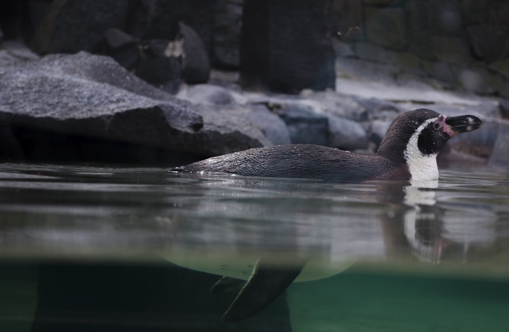 brown duck on body of water