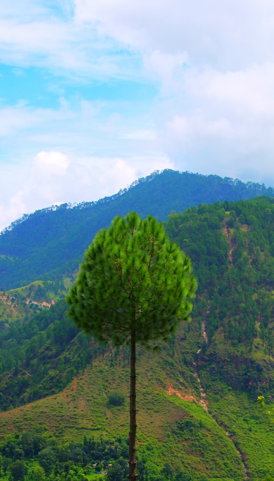 green tree on hill during daytime in Berinag India