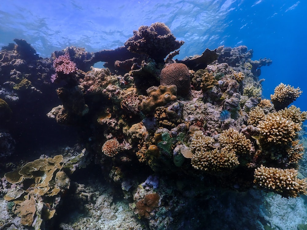 brown coral reef under water