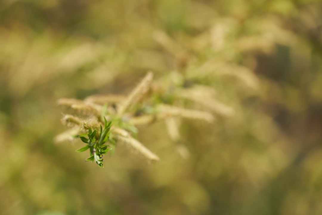 green plant in tilt shift lens