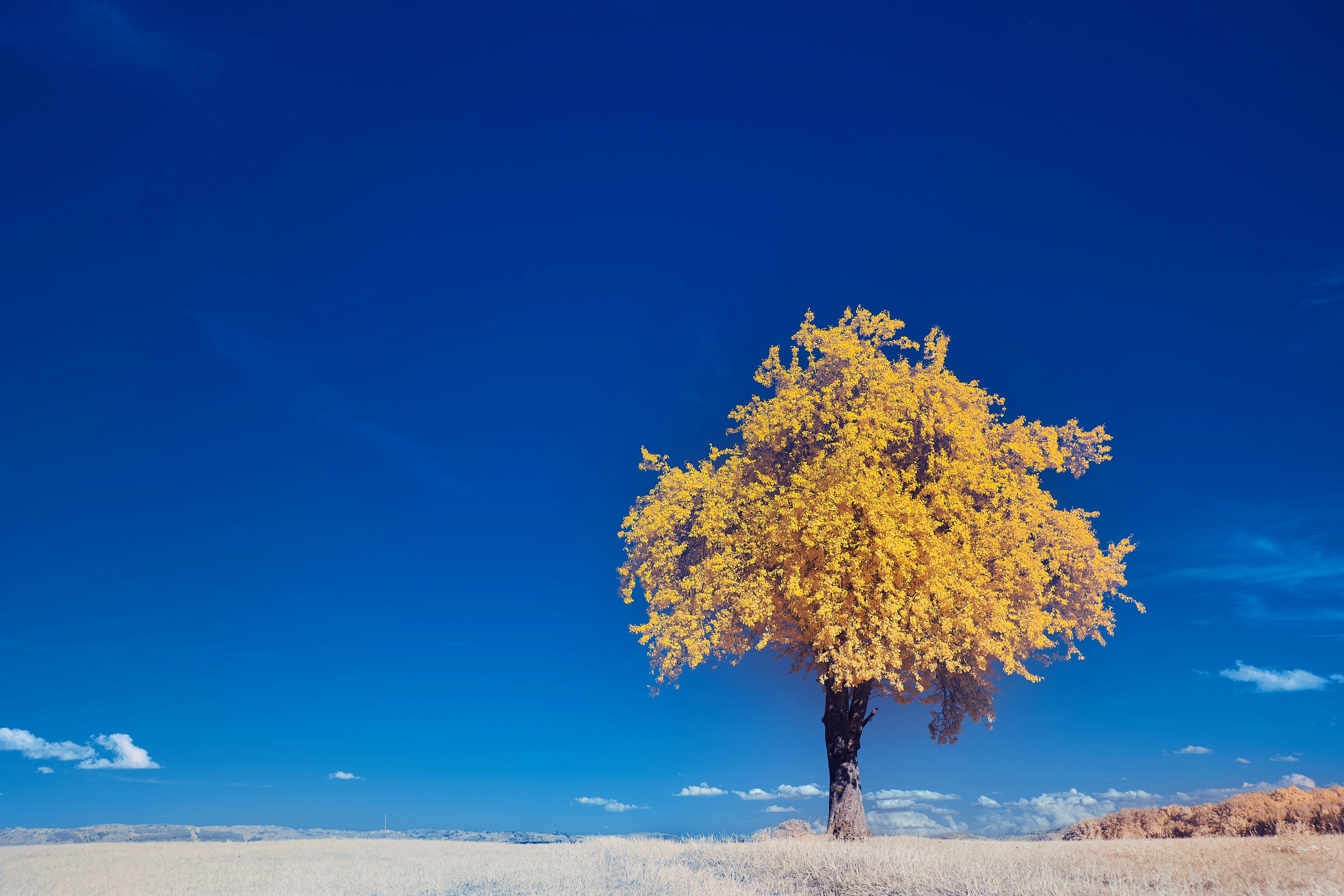 Photo by wolfgang_hasselmann