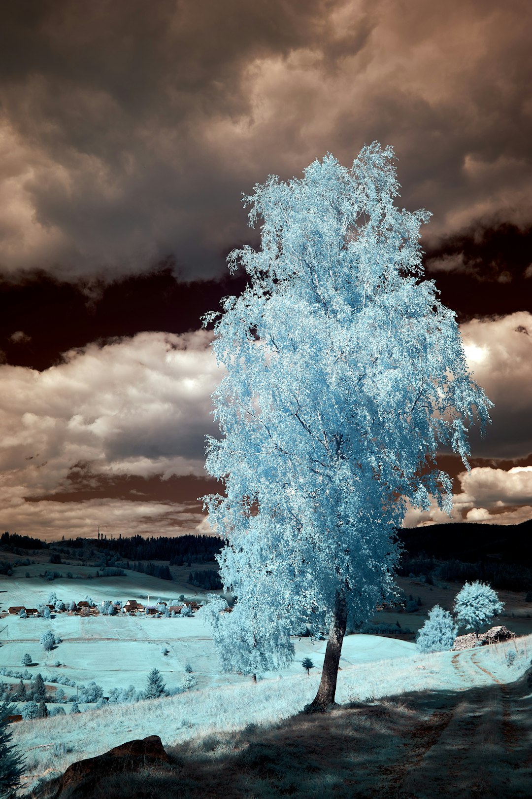 brown tree on brown field under white clouds and blue sky during daytime