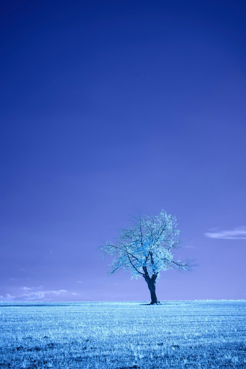 leafless tree on snow covered ground under blue sky during daytime