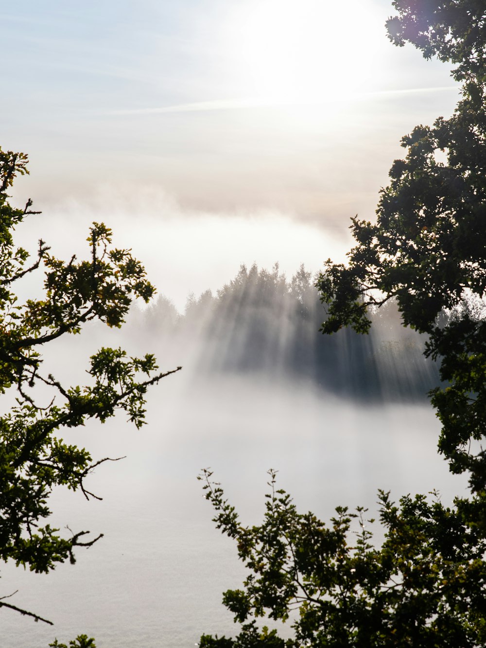 green trees under white clouds