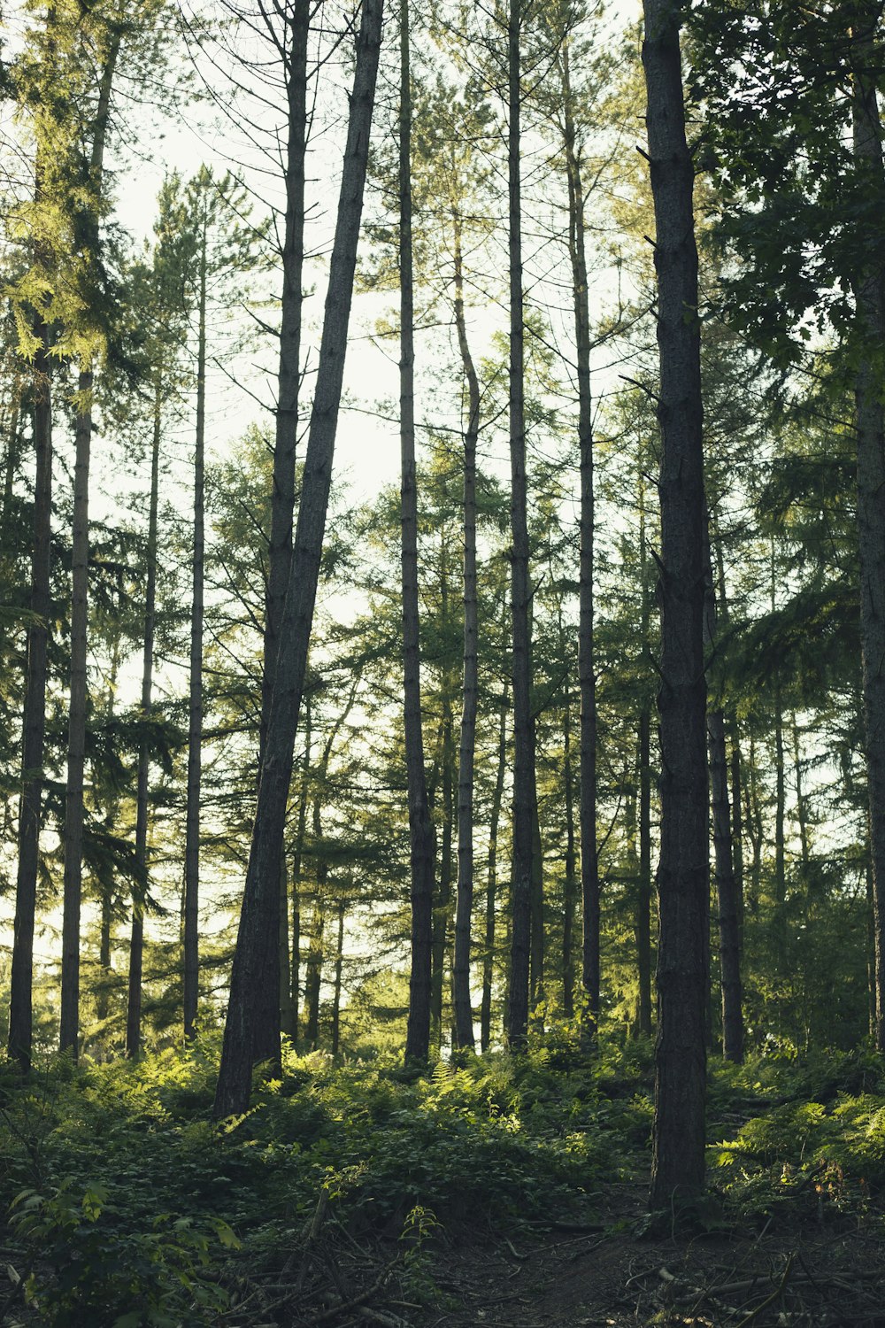 arbres verts et bruns pendant la journée