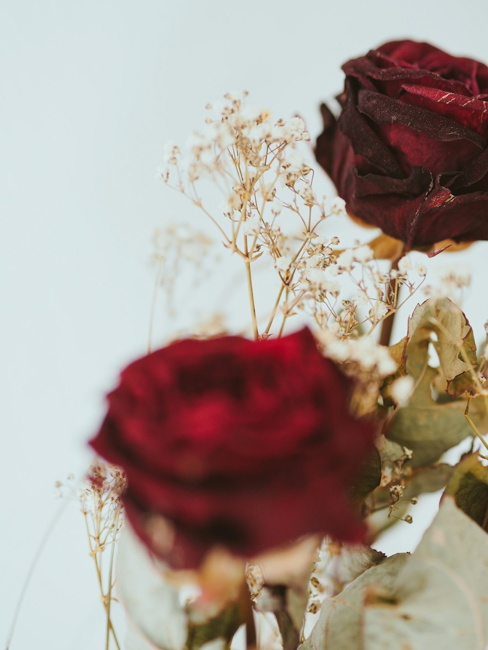 red rose on white surface