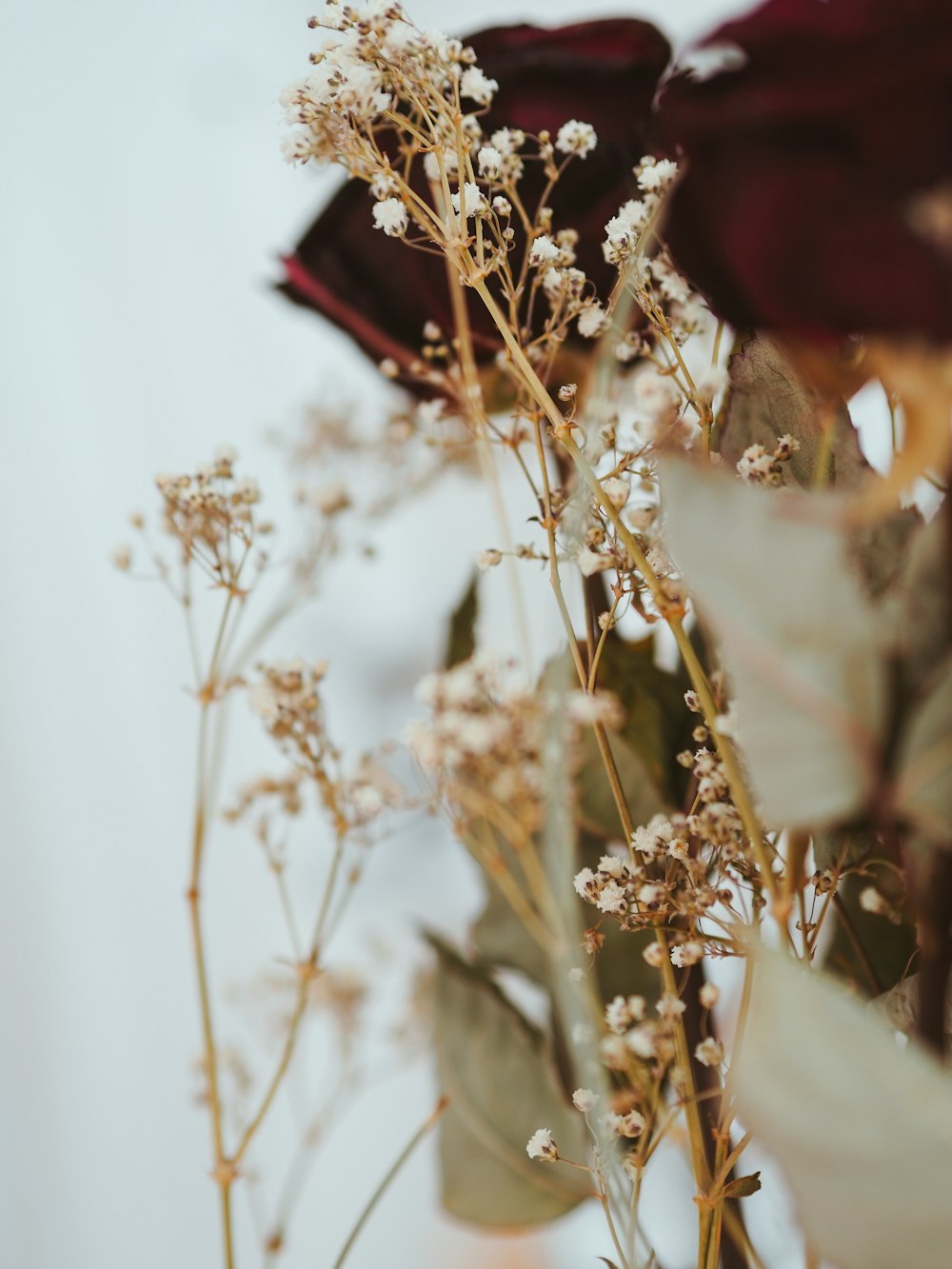 brown plant with red flower