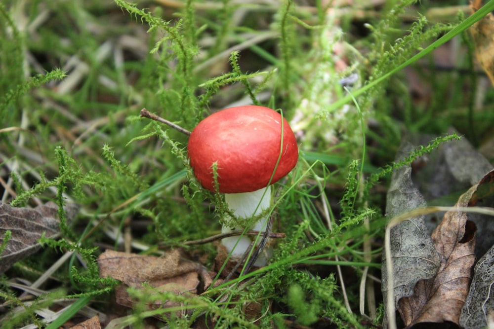 red and white mushroom on green grass