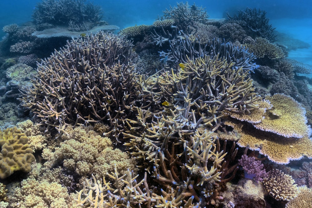 水中の茶色のサンゴ礁