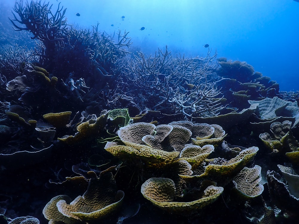 green coral reef under water