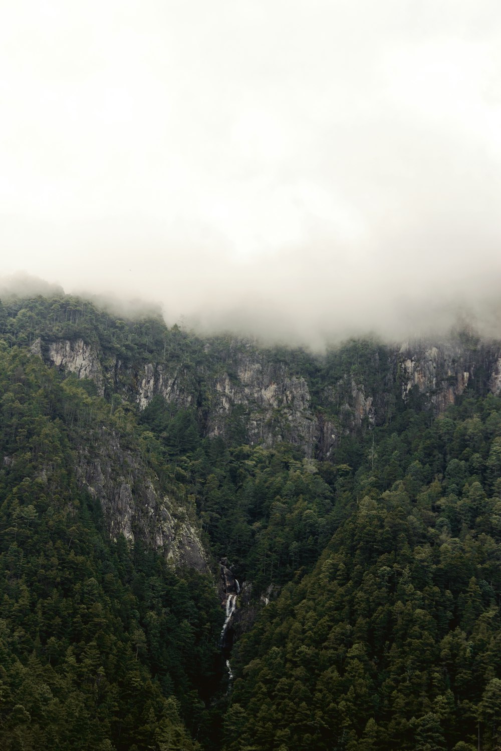 green trees on mountain during daytime