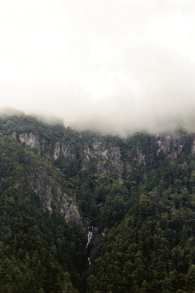 green trees on mountain during daytime