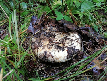 A large, round mushroom is partially covered in soil and dead leaves, surrounded by vibrant green grass and small plants in a forest floor setting.