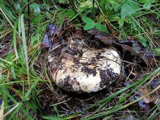 A large, round mushroom is partially covered in soil and dead leaves, surrounded by vibrant green grass and small plants in a forest floor setting.