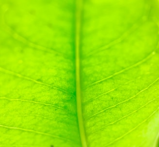 macro photography of green leaf