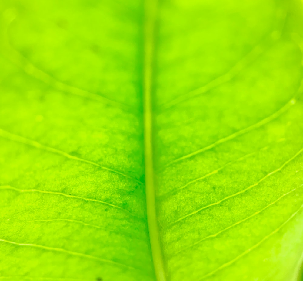 macro photography of green leaf