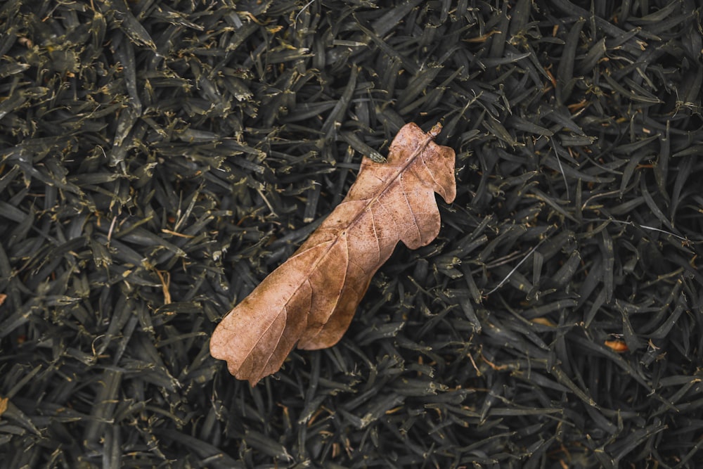 brown dried leaf on black grass