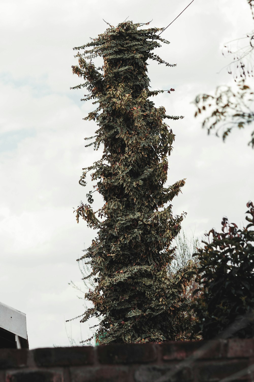 green pine tree under white clouds during daytime