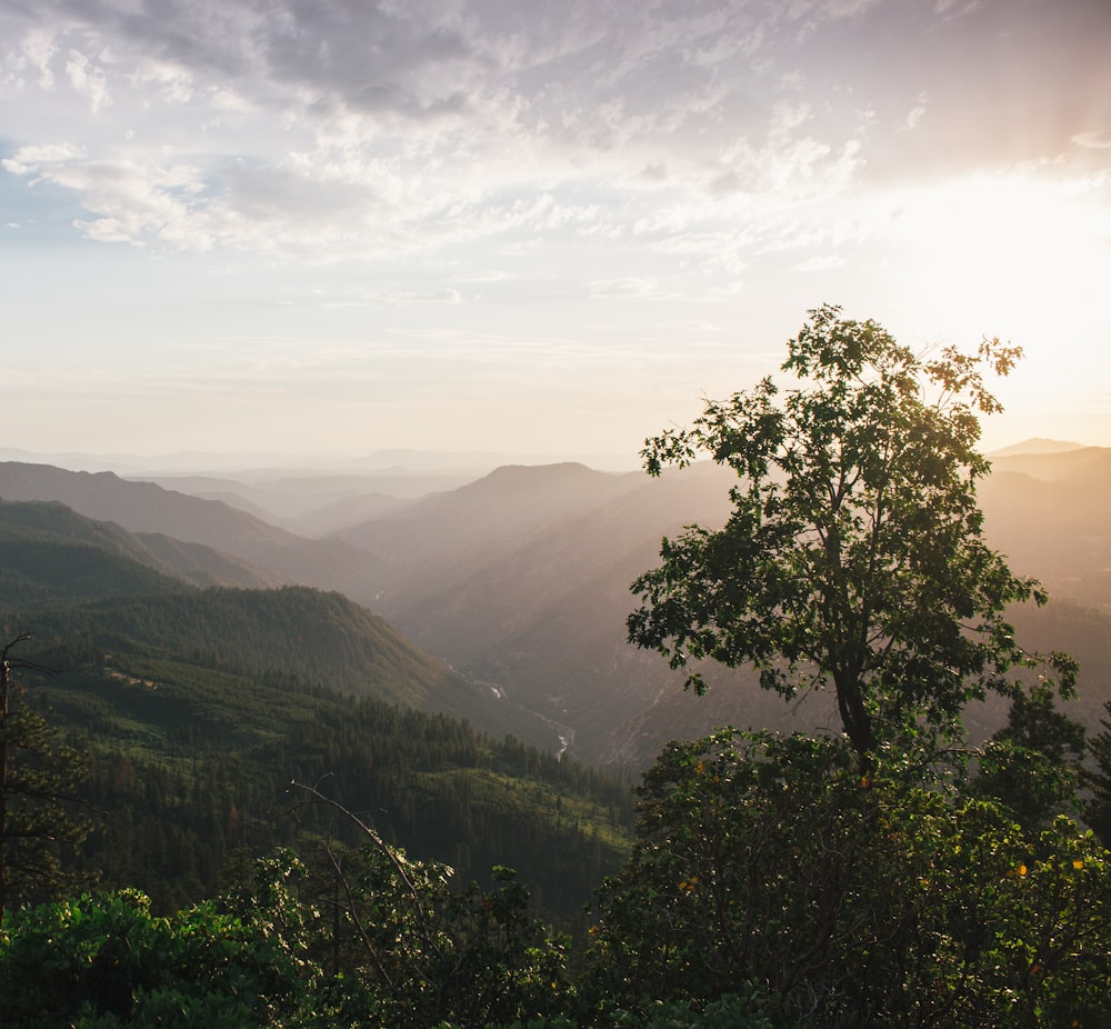 green trees on mountain under white clouds during daytime