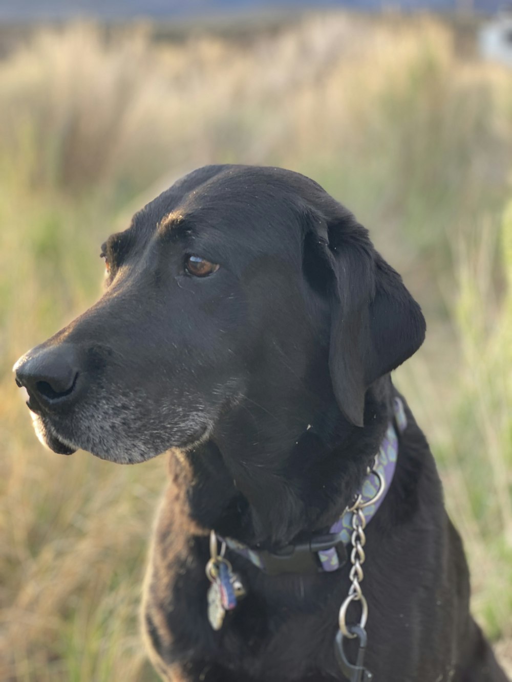 black short coated dog with black collar