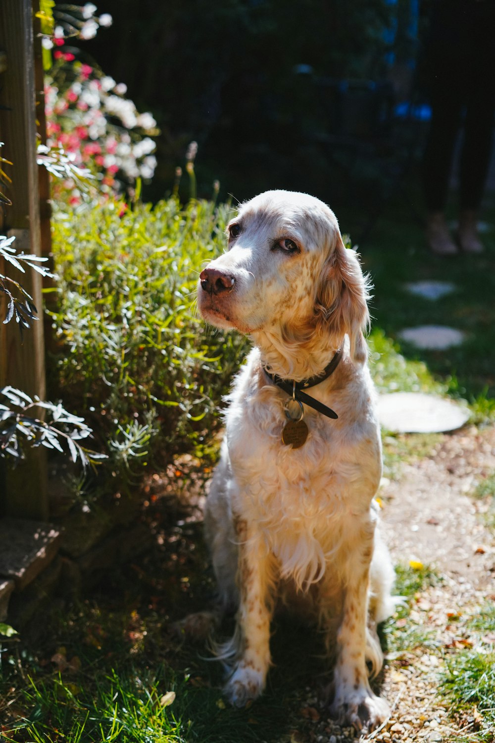 white and brown long coated dog sitting on ground beside green plant during daytime