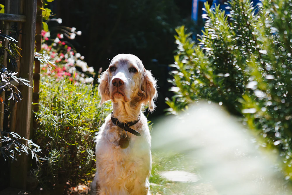 English Setter, photo 3