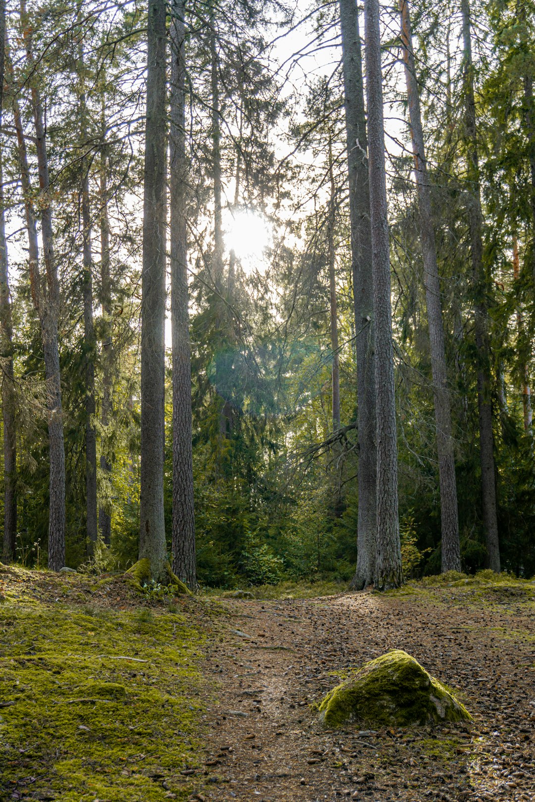 Forest photo spot Örebro Kolmården Zoo