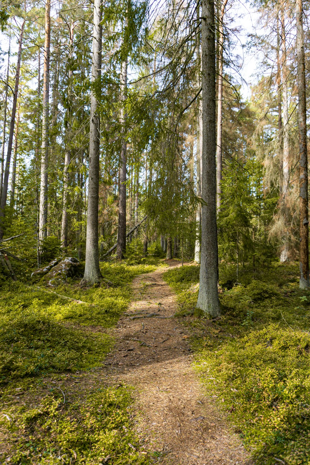 Forest photo spot Örebro Karlstad