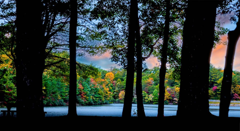 green trees near body of water during daytime