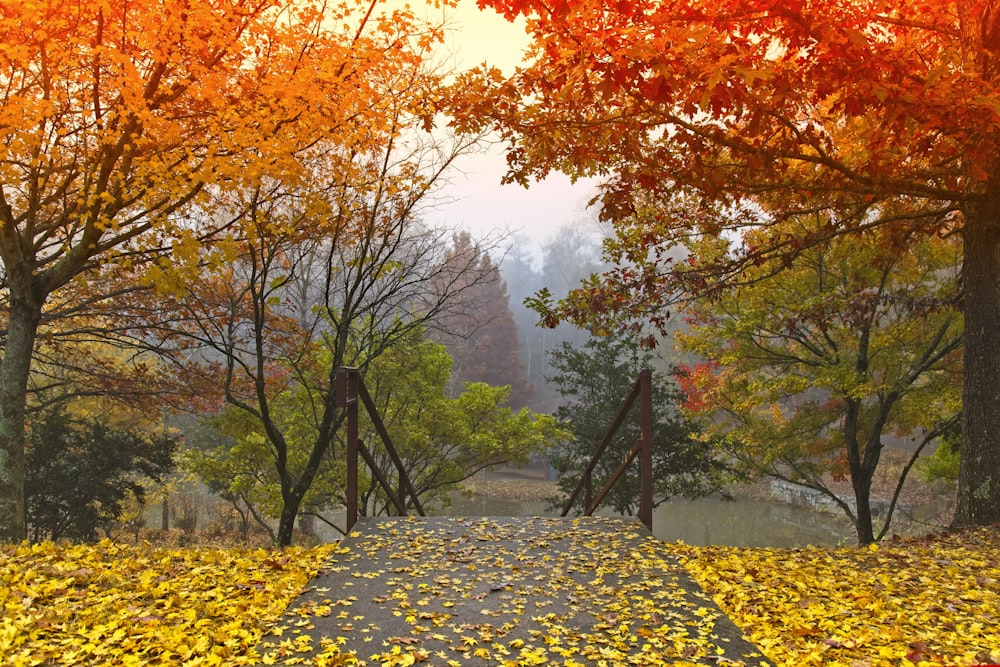 검은 색과 노란색 콘크리트 도로에 노란 잎