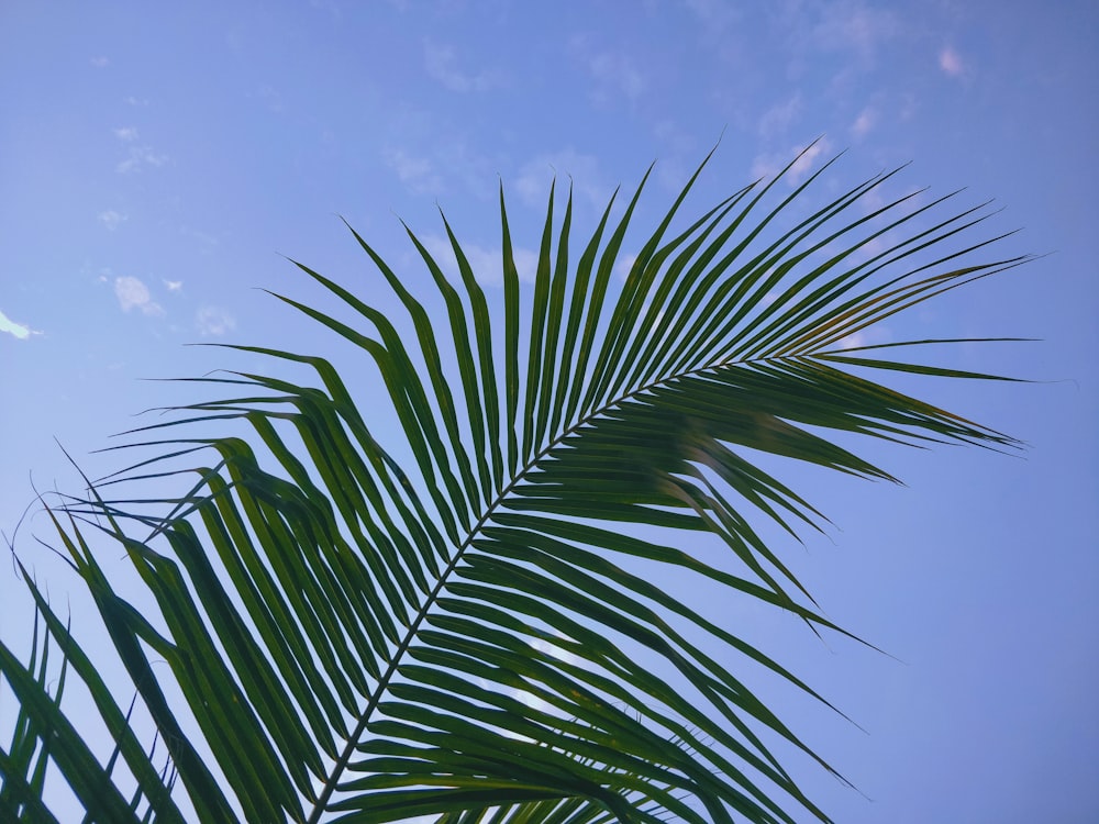 palma verde sotto il cielo blu durante il giorno