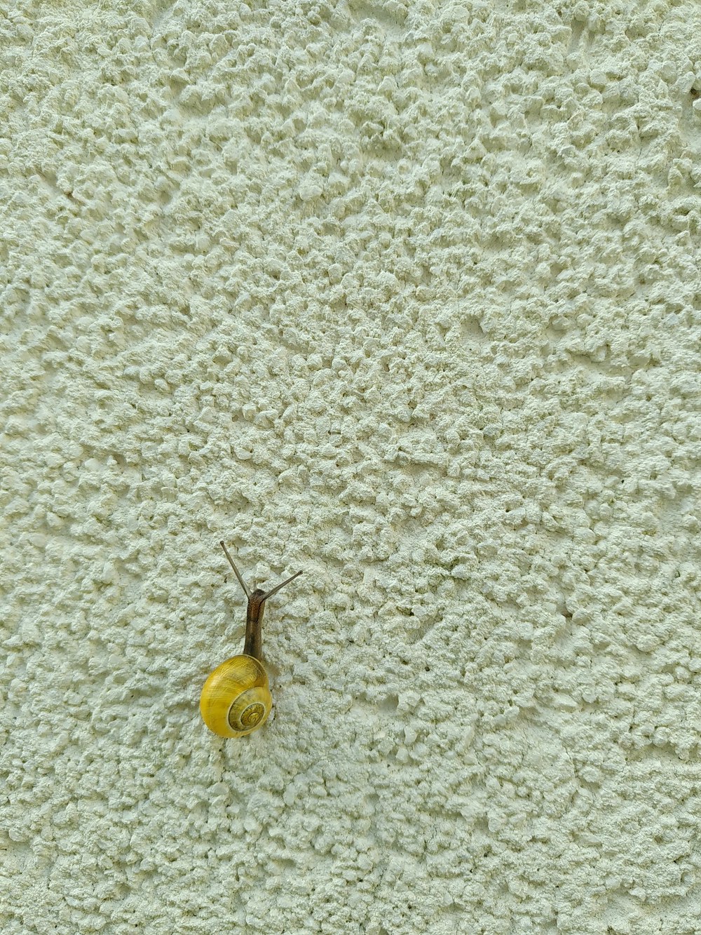 yellow round fruit on white textile