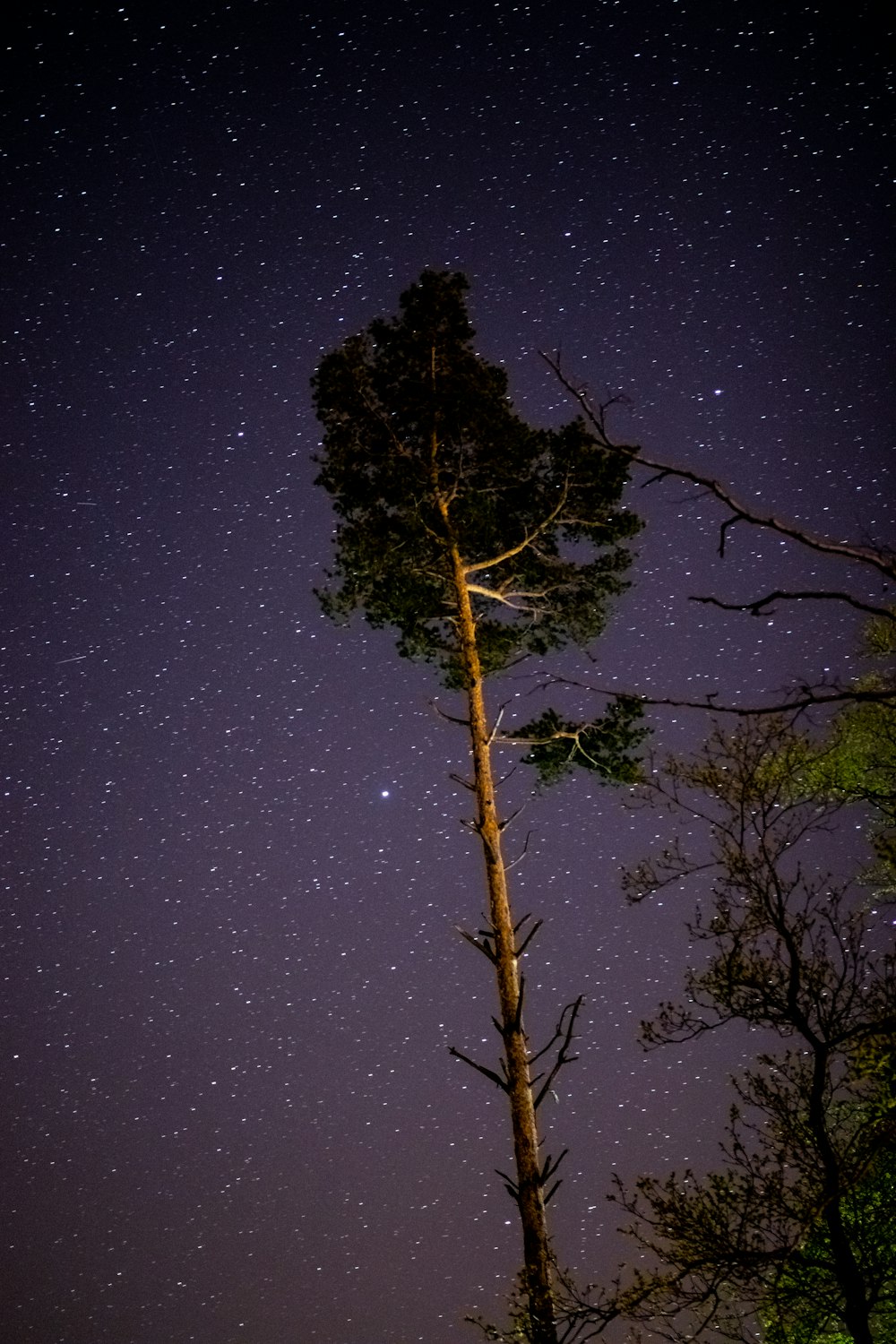 green tree under blue sky during night time