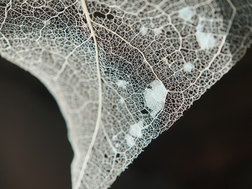 water droplets on green leaf