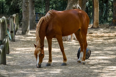 A brown horse with a white stripe on its face stands in a wooded enclosure, nibbling on the ground. The environment includes trees and a fenced area surrounding the horse, creating a natural and serene atmosphere.