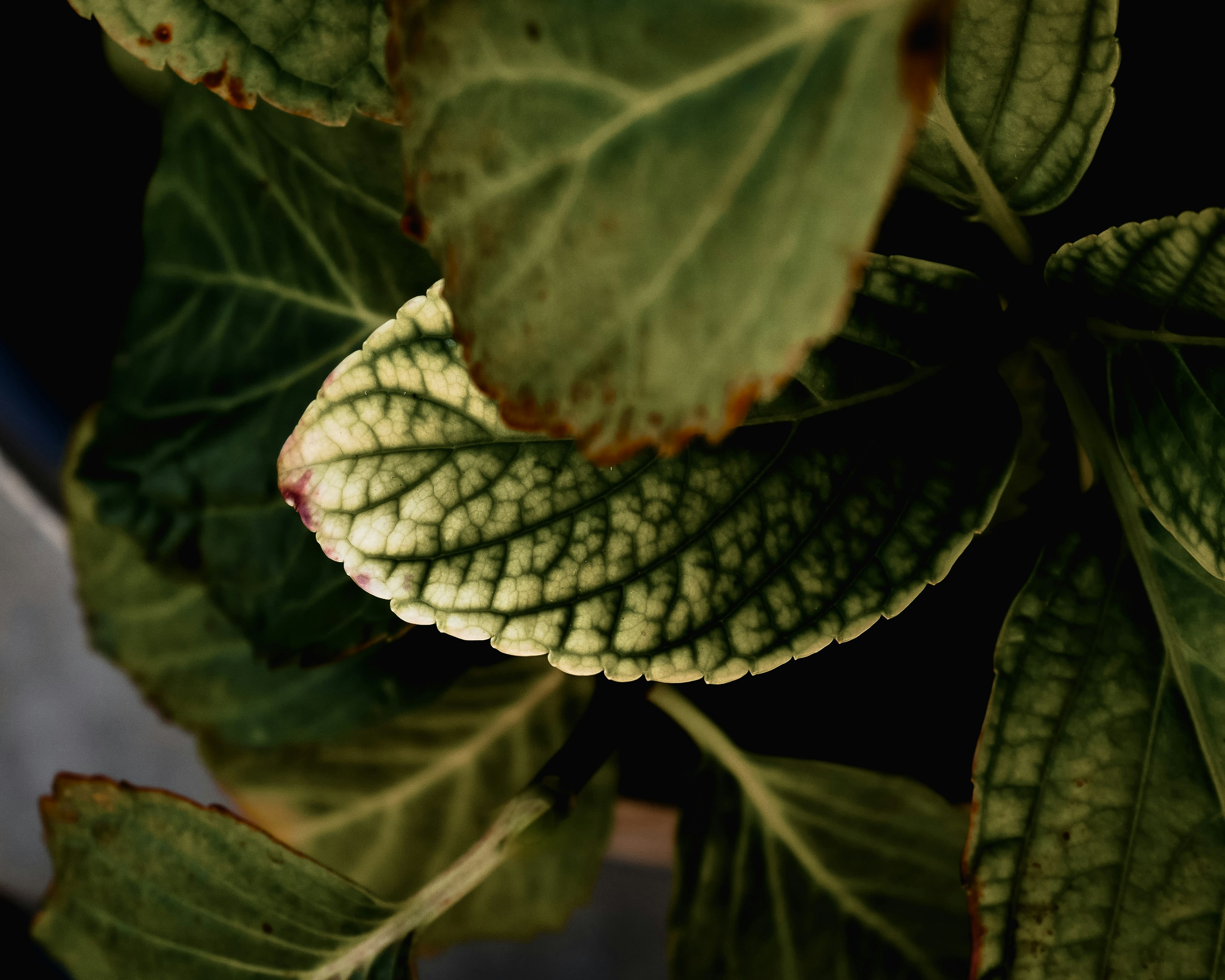 green and brown leaf plant