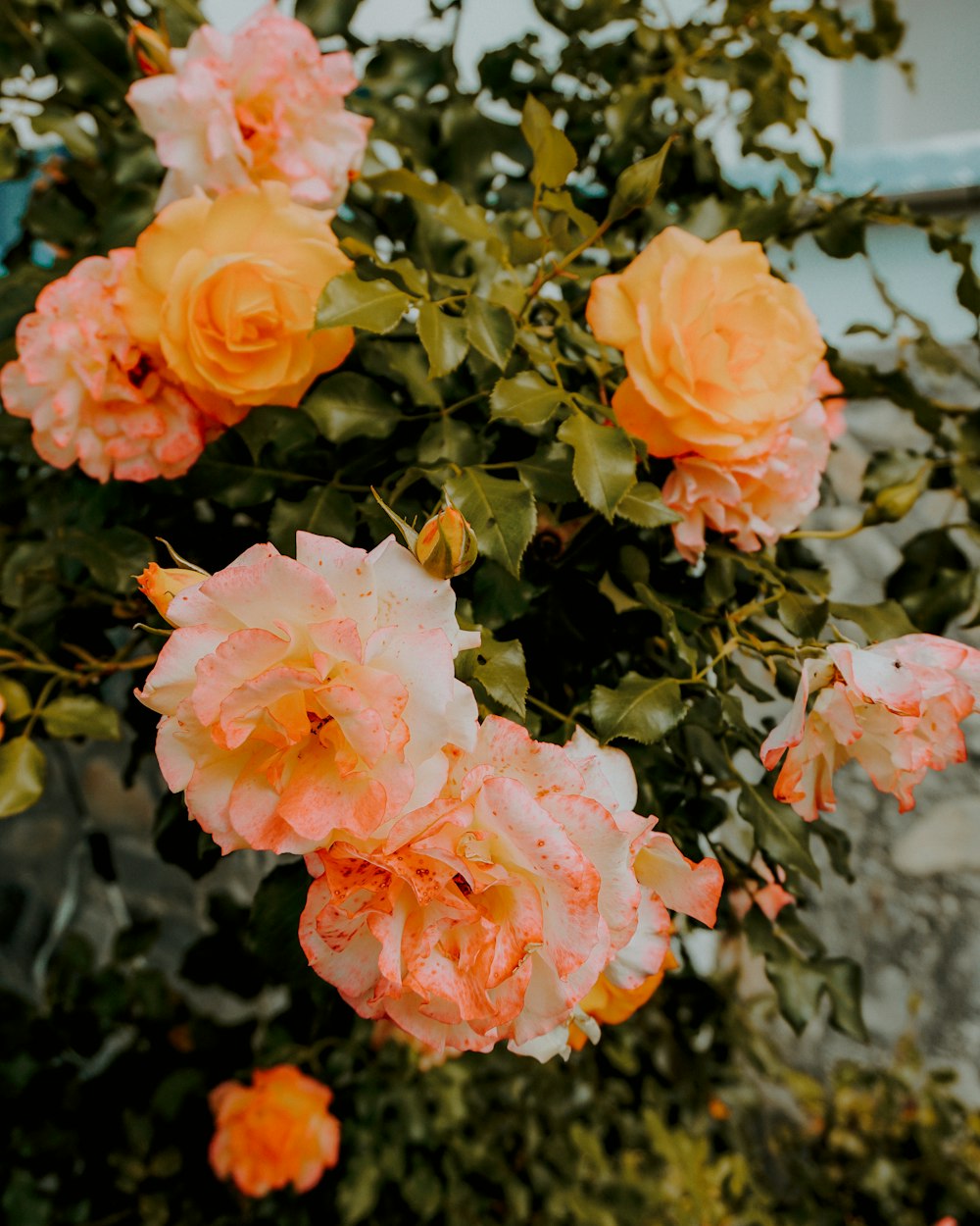 pink roses in bloom during daytime