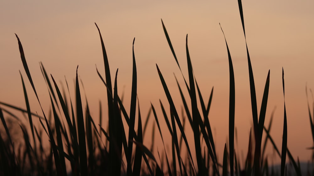 Campo de hierba marrón durante la puesta de sol