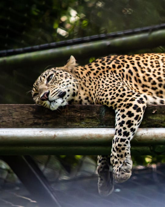leopard on brown wooden log in Trivandrum India
