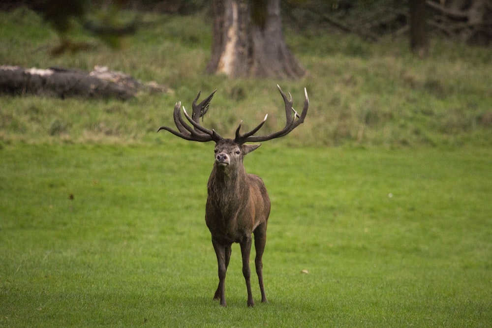 brown deer on green grass field during daytime