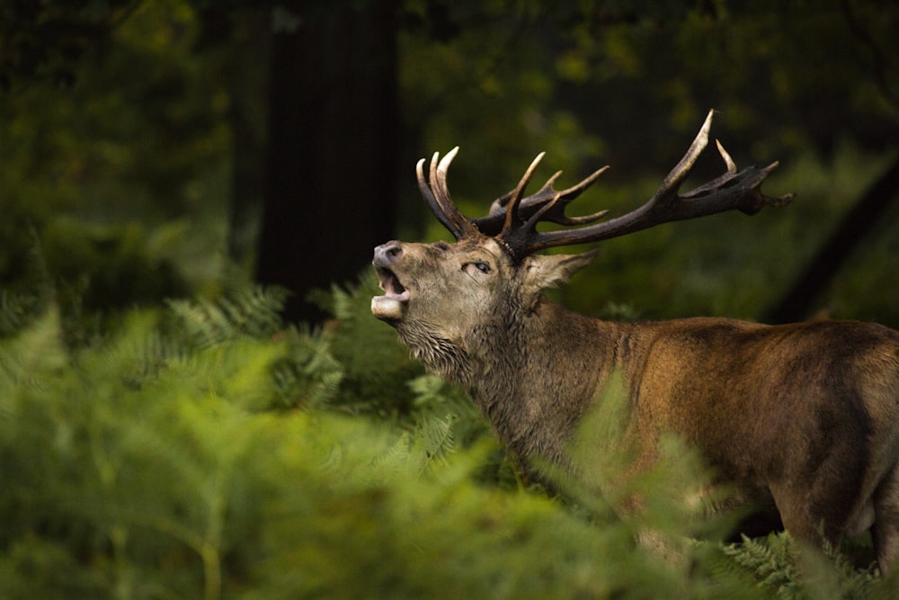 brown deer on green grass during daytime