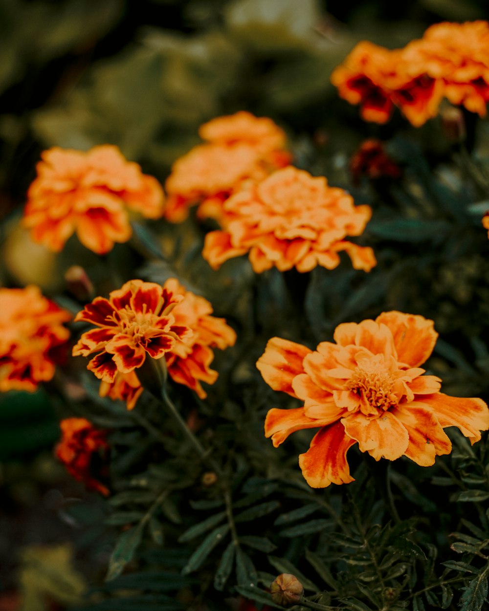 orange flowers in tilt shift lens