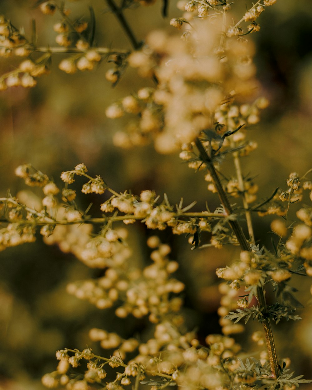 white flower buds in tilt shift lens