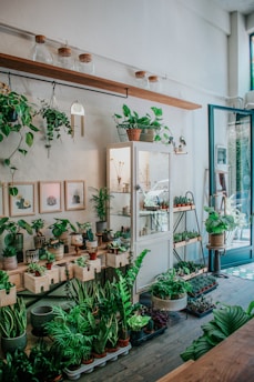 A cozy indoor plant shop featuring a variety of potted green plants arranged on wooden shelves and tables. The space includes a glass cabinet displaying small items, picture frames with botanical art on the walls, and large glass jars with wooden lids on a floating shelf. Sunlight streams through a large window, illuminating the greenery.