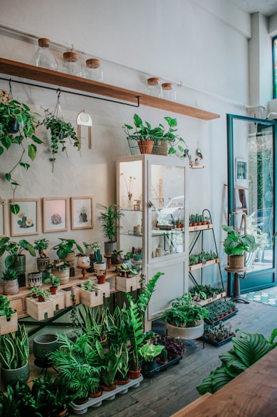 A cozy indoor plant shop with various green plants displayed on wooden shelves.