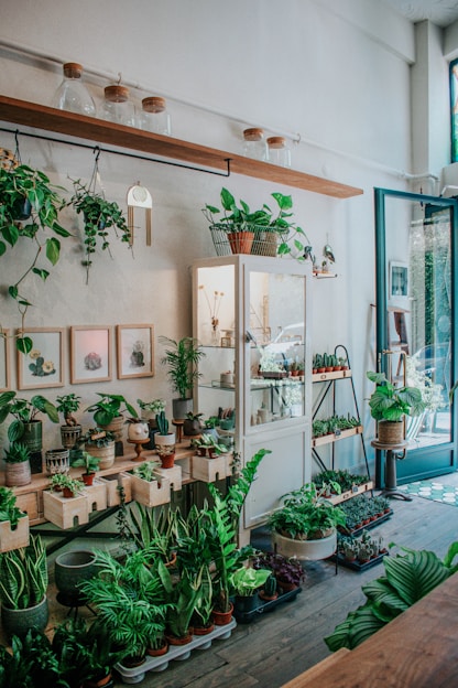 A cozy indoor plant shop featuring a variety of potted green plants arranged on wooden shelves and tables. The space includes a glass cabinet displaying small items, picture frames with botanical art on the walls, and large glass jars with wooden lids on a floating shelf. Sunlight streams through a large window, illuminating the greenery.