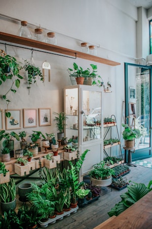 Creating a Website for Your Indoor Plant Business
