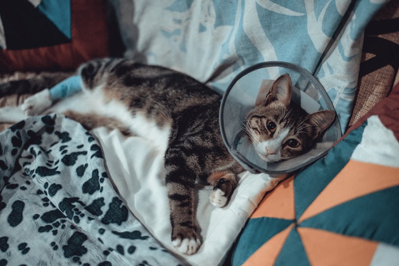 A cat is lying on a bed surrounded by colorful pillows and blankets. The cat is wearing a protective cone around its neck, commonly used after veterinary procedures. Its paw is wrapped in a blue bandage.