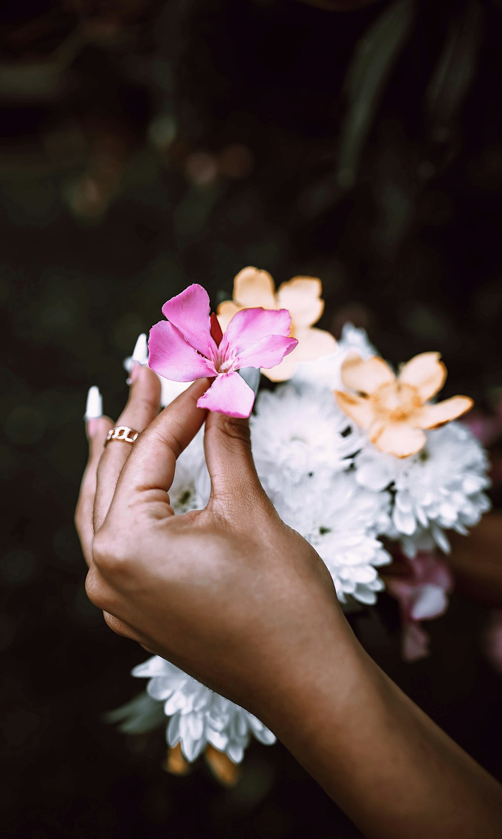 person holding white and pink flowers